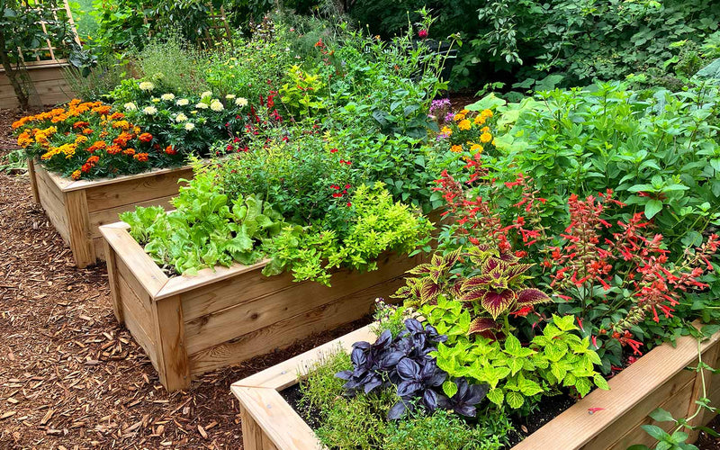 Mulched raised garden beds in flower