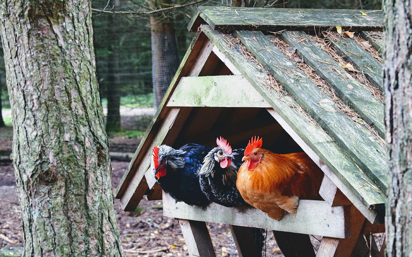 The Complete Guide to Building a Chicken Coop - Eartheasy