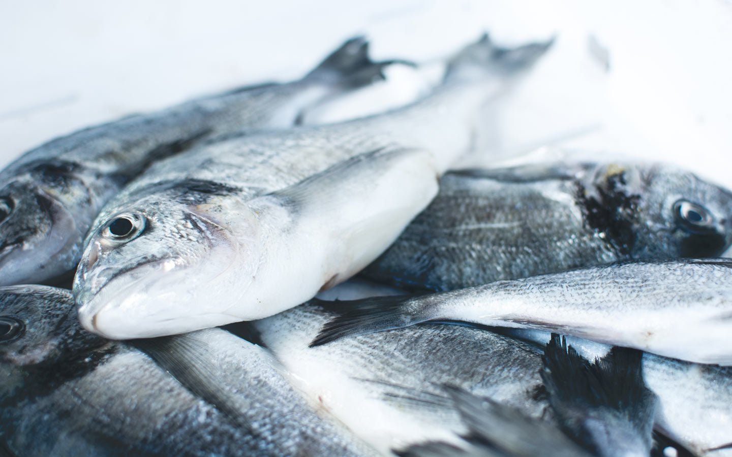 The End of the Line: A Future Without Fish? - Eartheasy