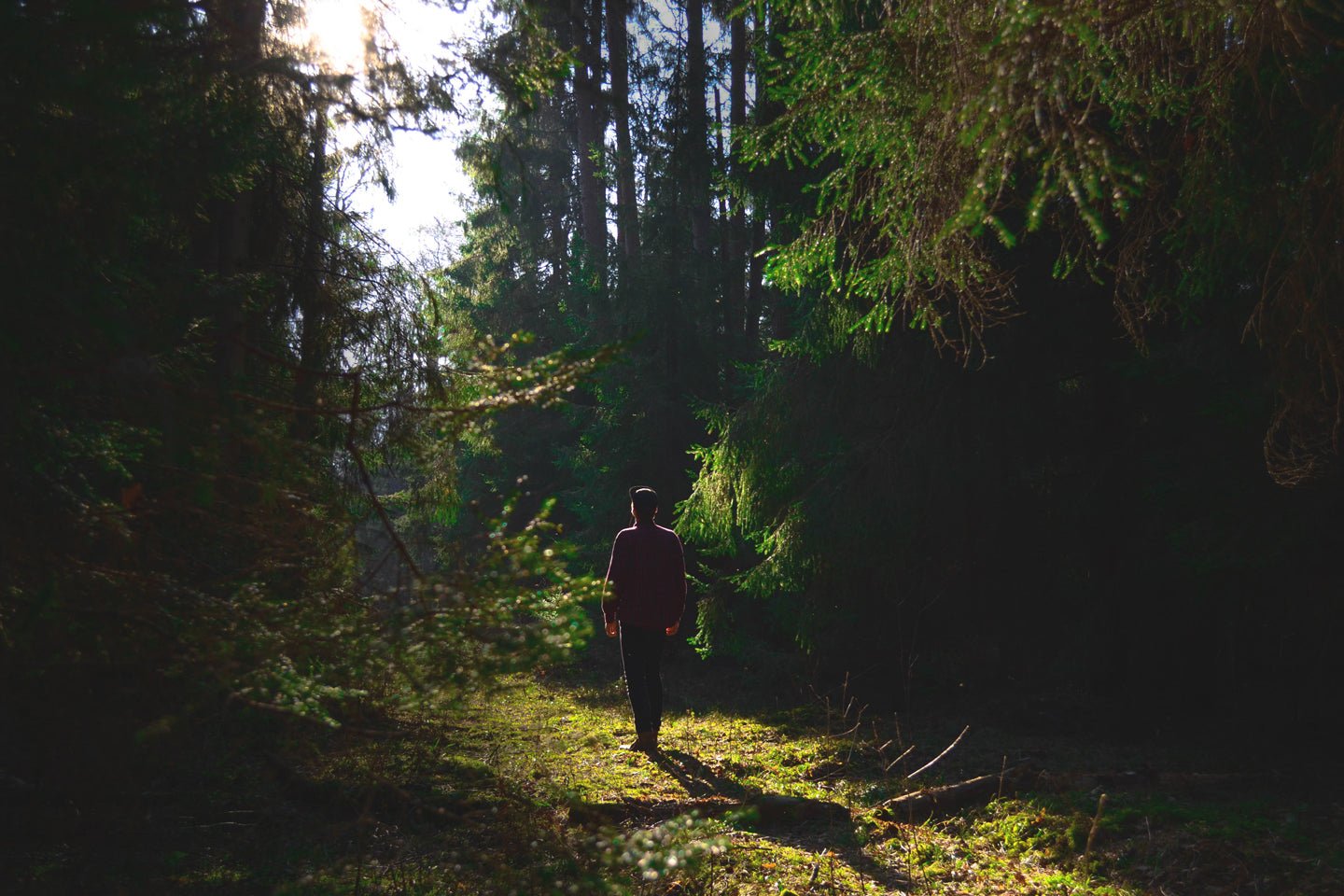The Healing Power of a Walk in the Woods - Eartheasy