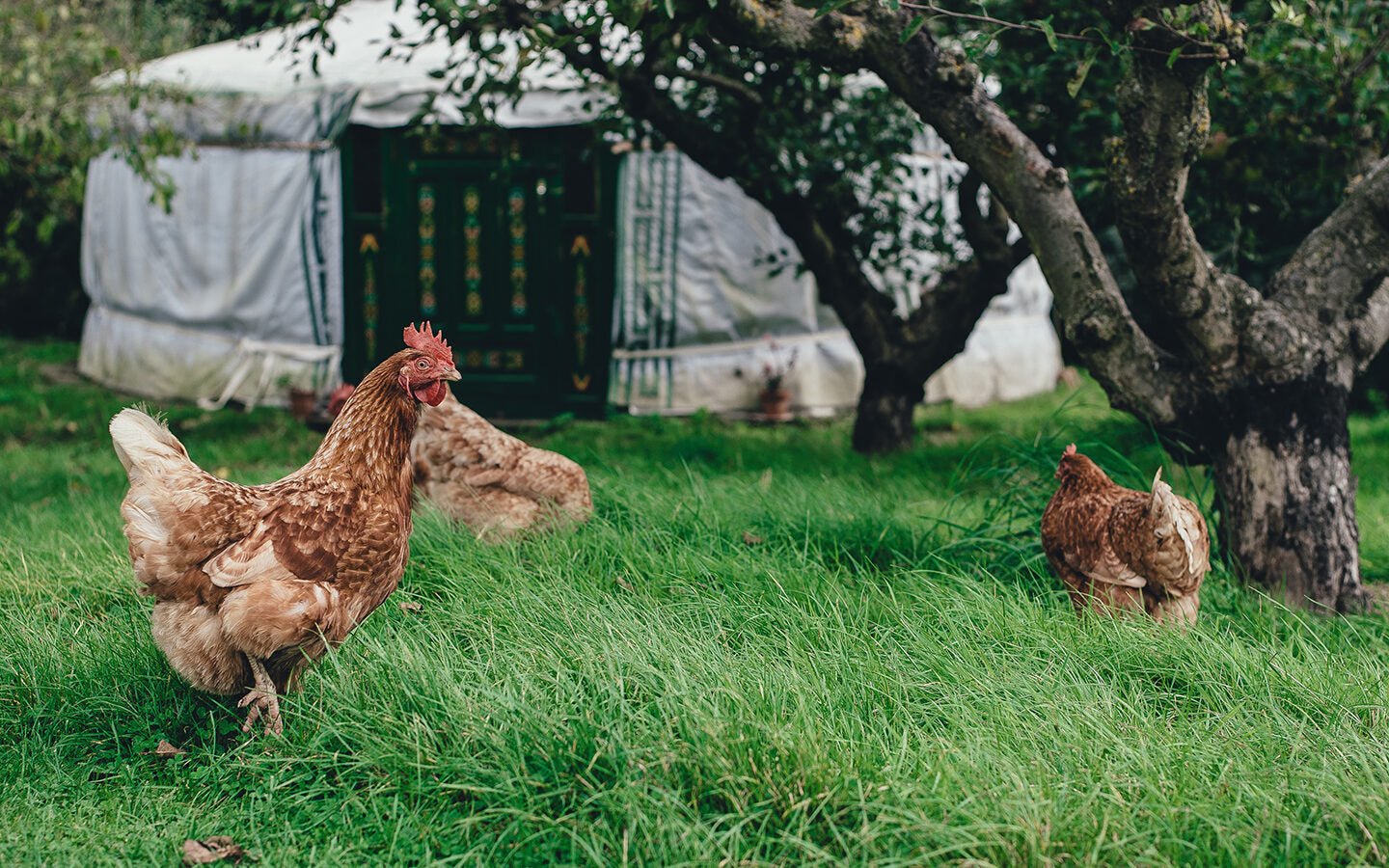 The Salmonella Outbreak: Are Free-Range, Organic Eggs Safer? - Eartheasy