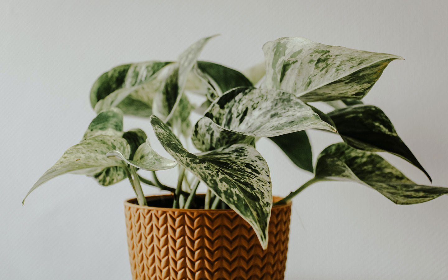 The Ultimate Guide to Indoor Houseplant Care - Eartheasy