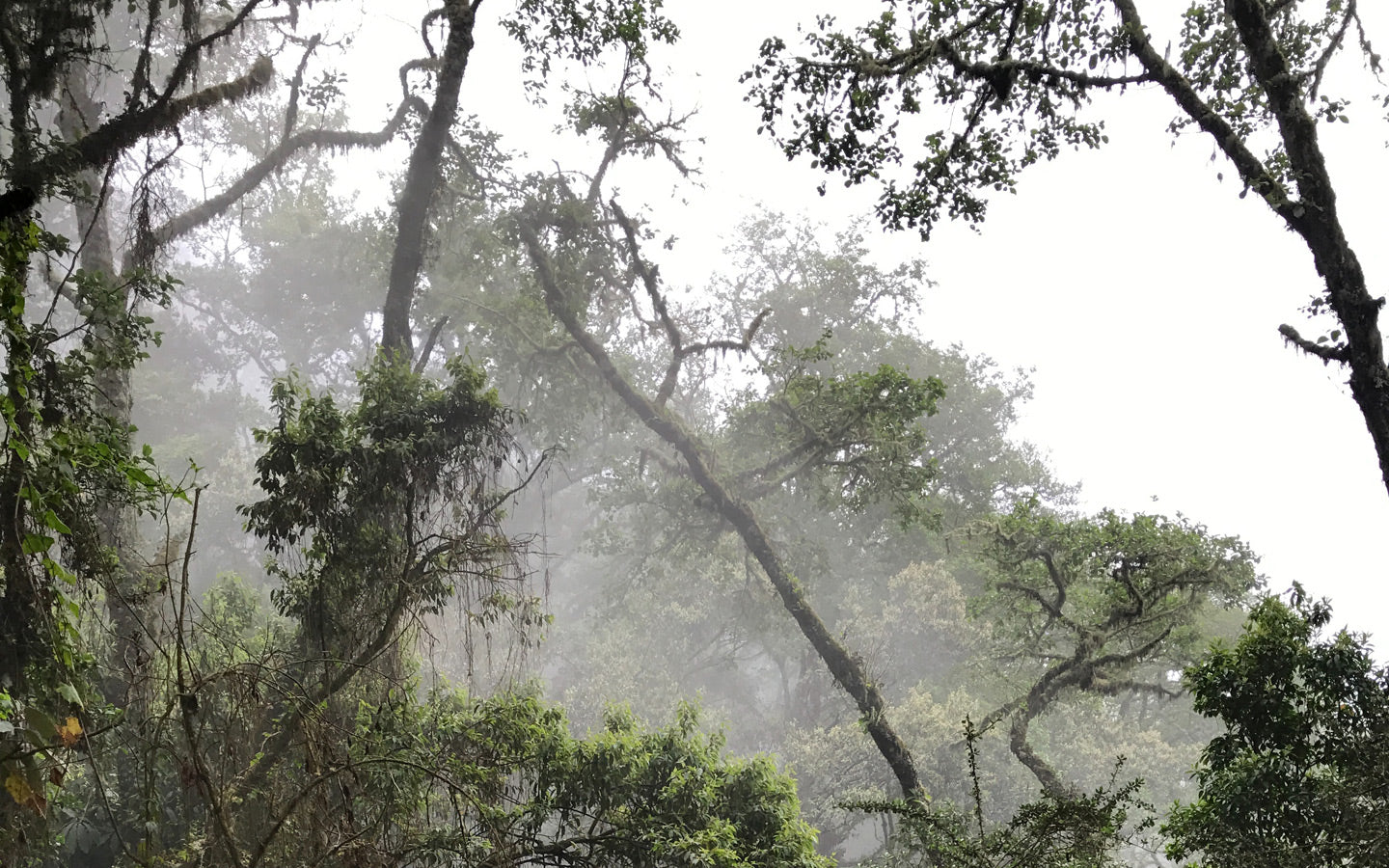 Zika Virus ‘Spreading Explosively,’ What You Need to Know