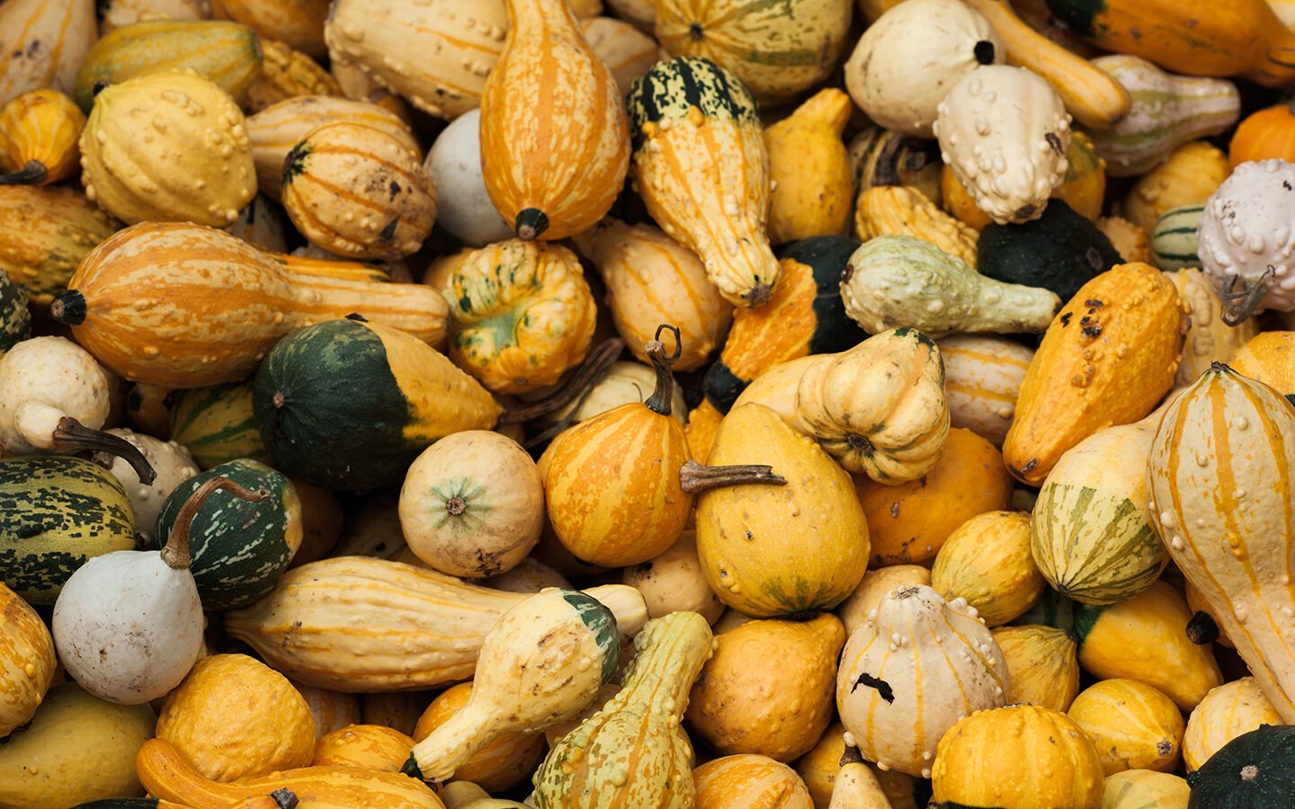 Tips for Growing the Best Winter Storage Vegetable: Winter Squash! - Eartheasy