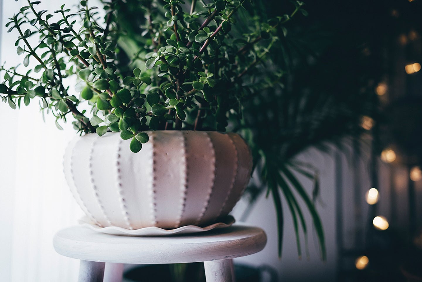 Top 10 Plants for Removing Indoor Toxins - Eartheasy