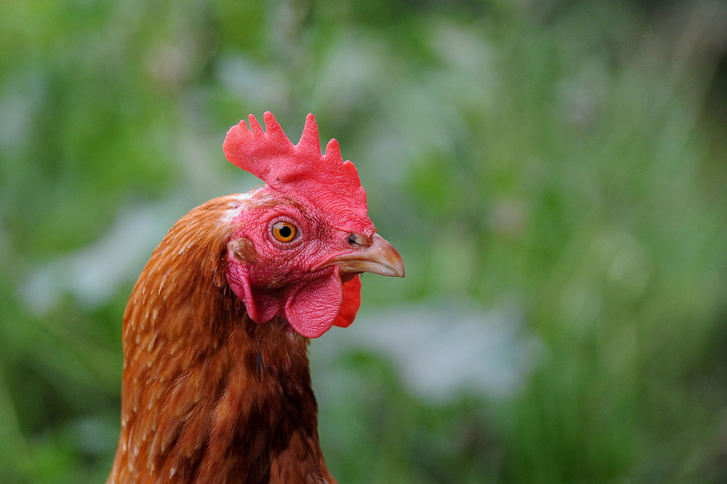 Urban Chickens: Could You Produce Eggs in Your Backyard?