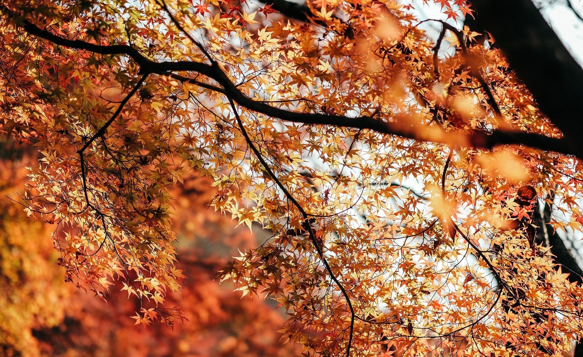 Use Autumn Leaves to Keep Your Composter Working through Winter - Eartheasy