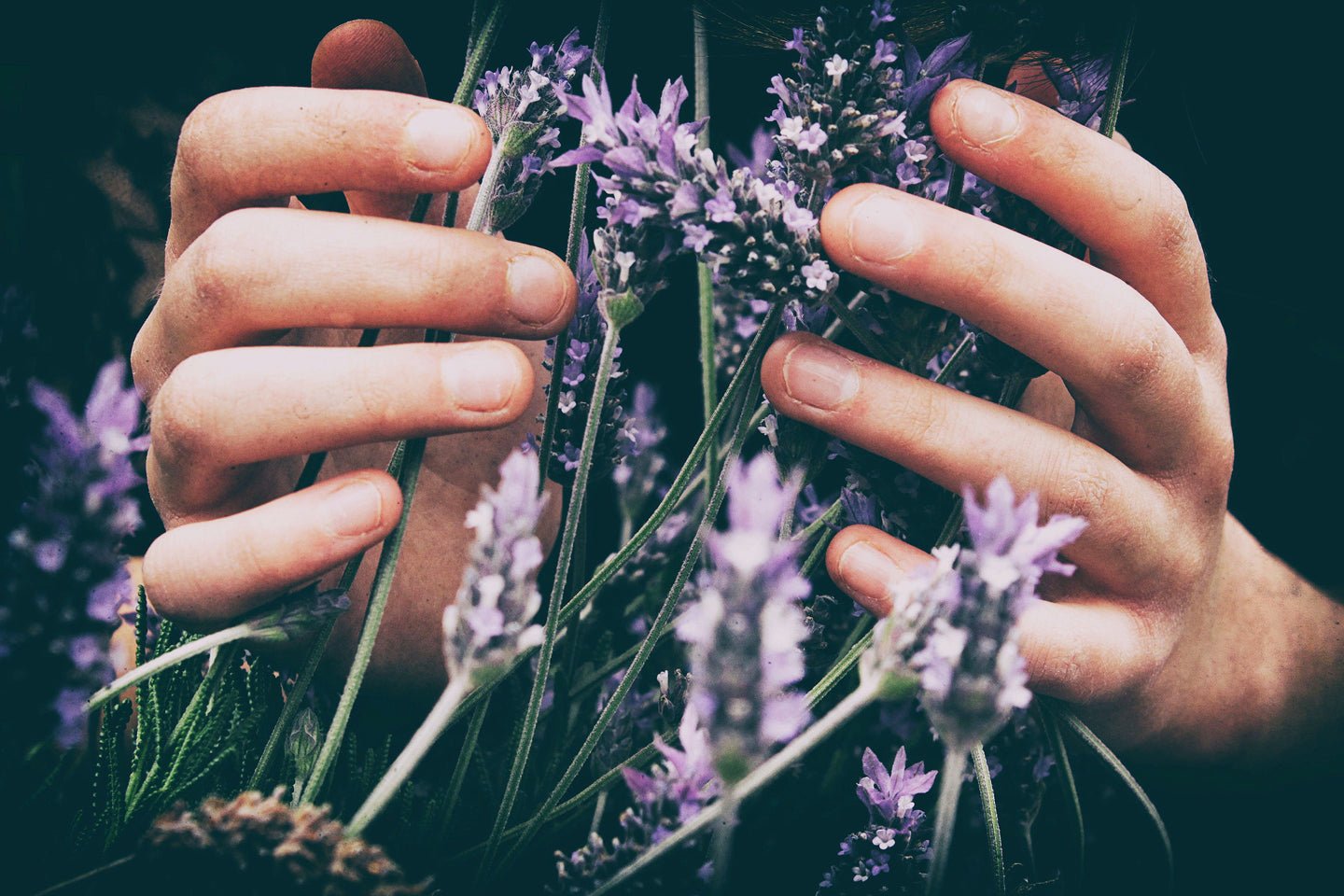 Using Essential Oils in Everyday Life - Eartheasy