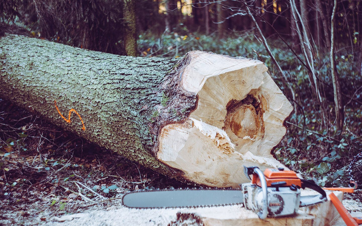 Using Vegetable Oil to Replace Chainsaw Oil - Eartheasy