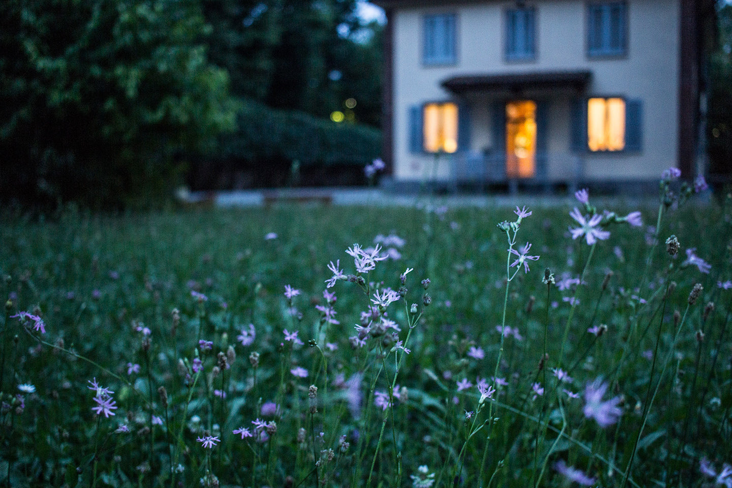 Diatomaceous Earth: Non-toxic Pest Control for Your Home and Garden