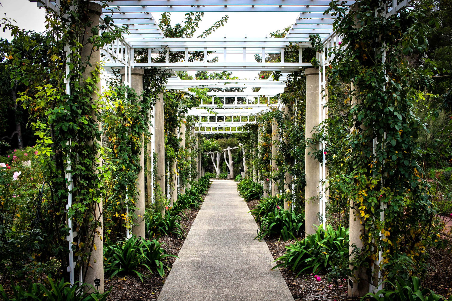 Vertical Gardening: How to Grow Up - Eartheasy