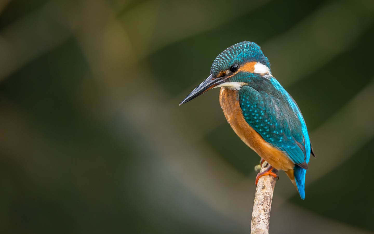 Join the Annual Christmas Bird Count