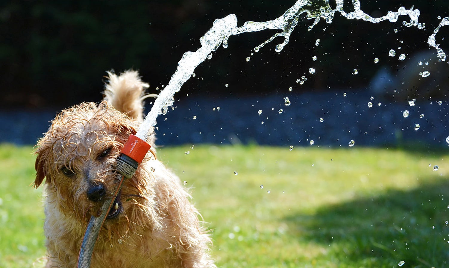 10 Water Saving Garden Products You Should Know About