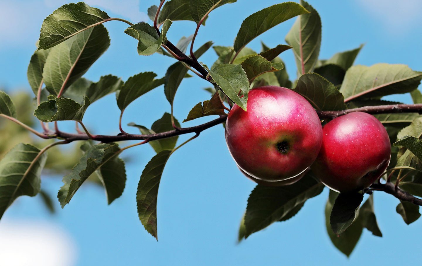 What to Plant in the Fall Garden - Eartheasy
