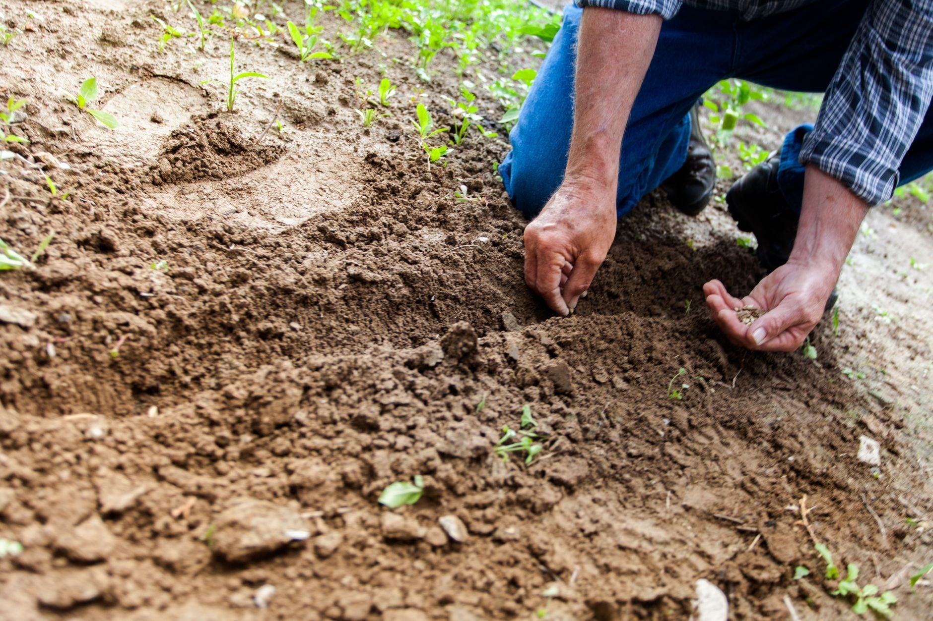 Hand sowing grass seed onto prepared soil