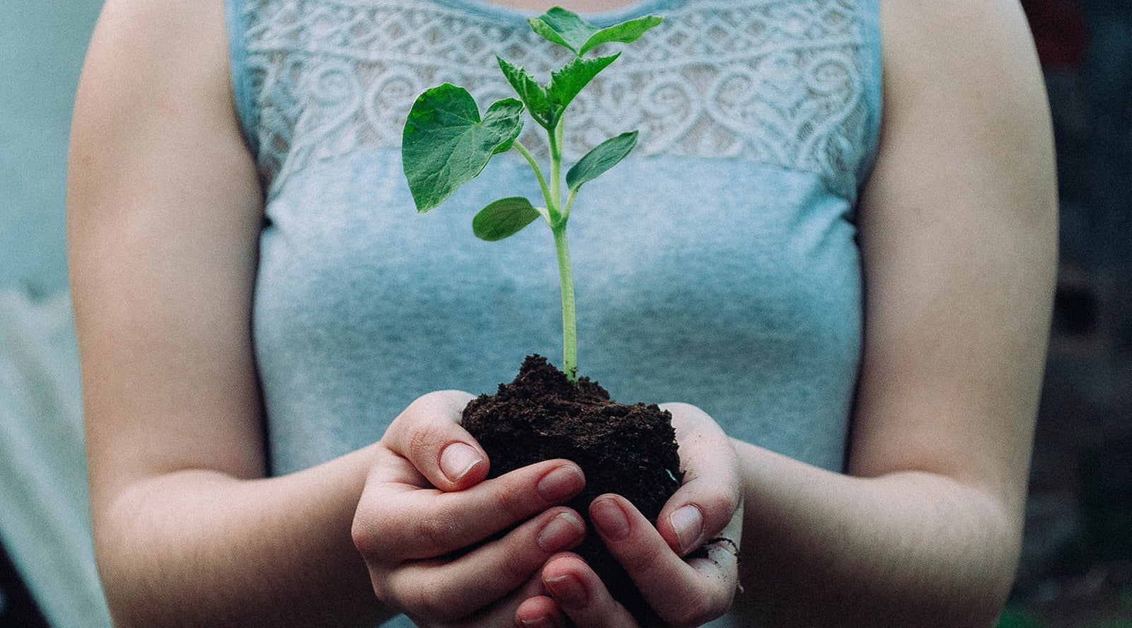 Hands holding rich living soil for a raised garden bed
