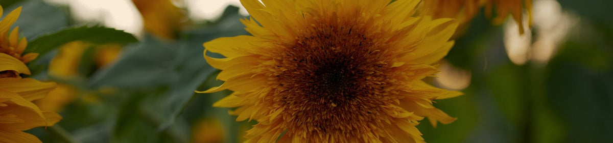 Autumn Equinox Sale