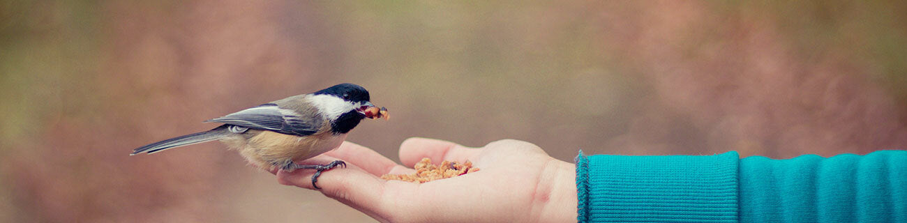 Backyard Habitat & Coops