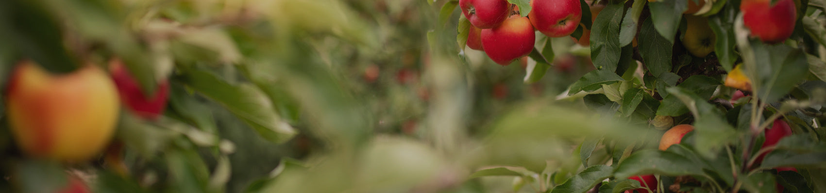 Fruit Trees & Plants