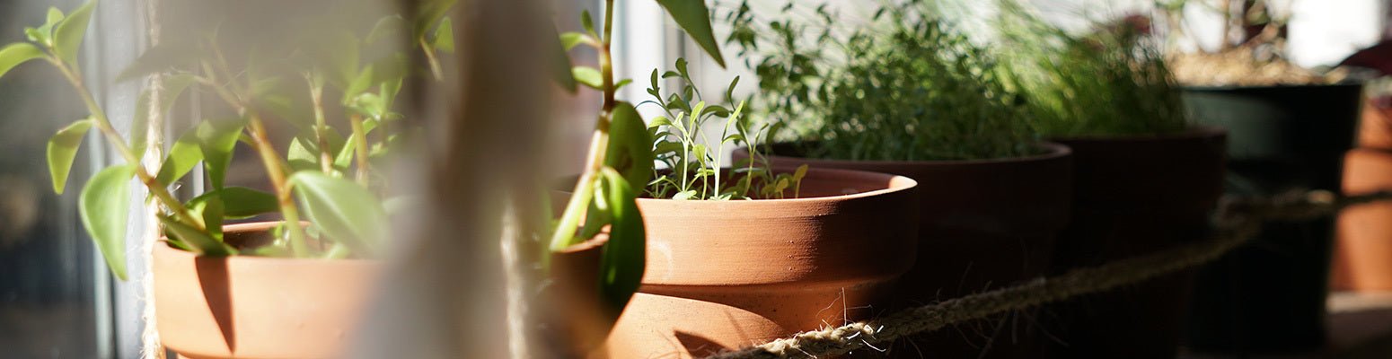 Indoor Gardening - Eartheasy