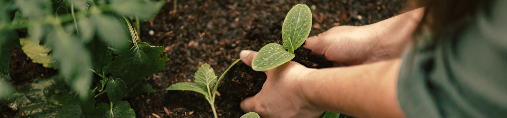 Planting Savings - Eartheasy