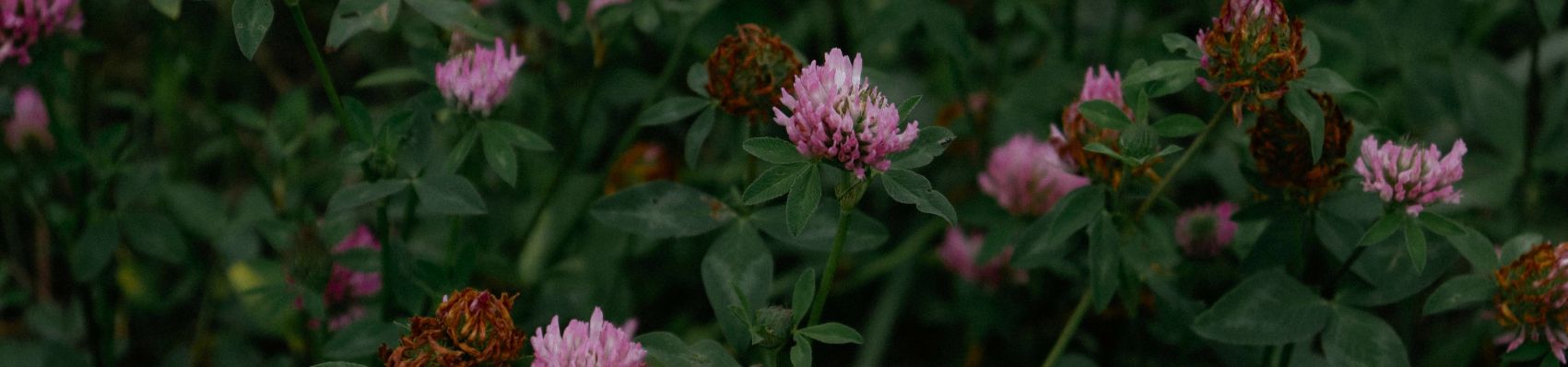 Pollinator Week Sale - Eartheasy