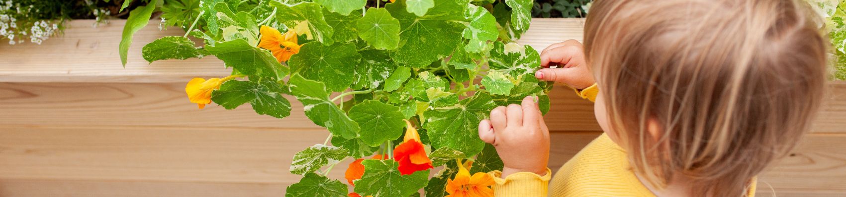 School Garden Favorites - Eartheasy