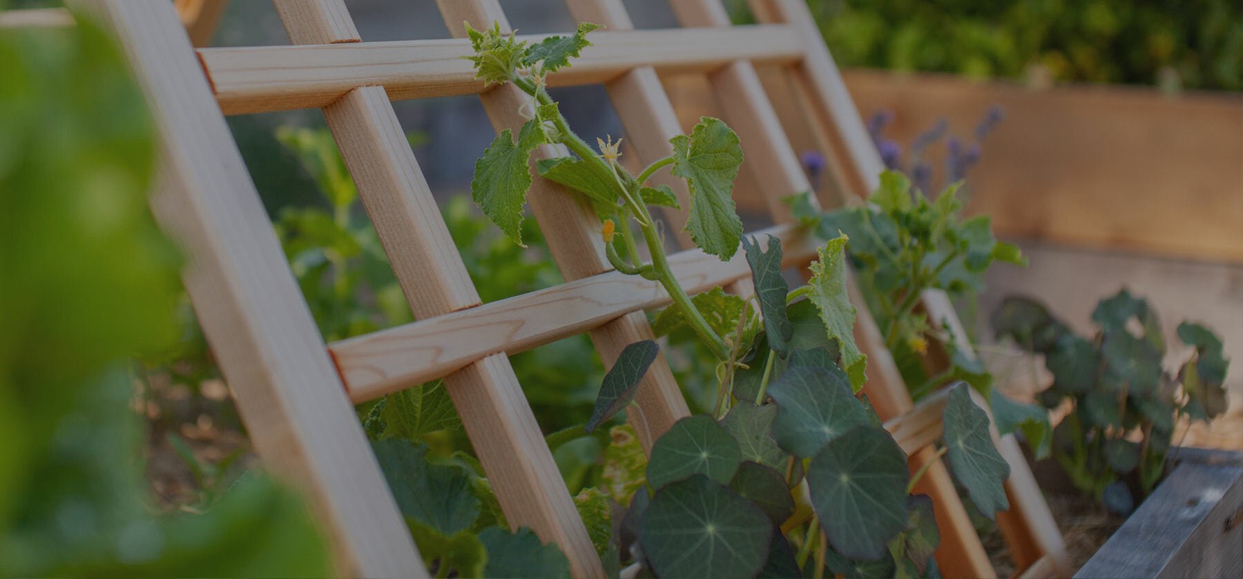 Vertical Gardening - Eartheasy