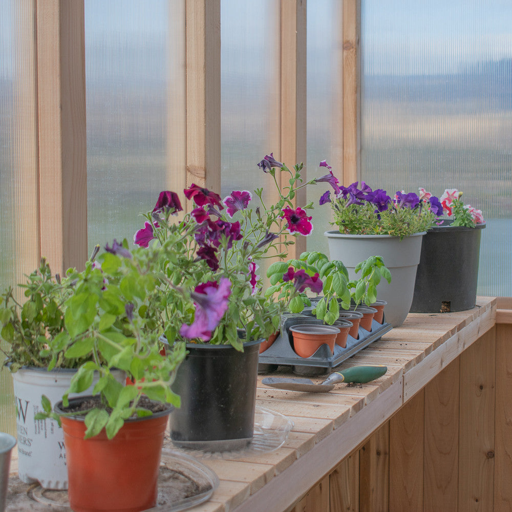 greenhouse planting pots Outdoor Living Today 8' x 8' Cedar Greenhouse