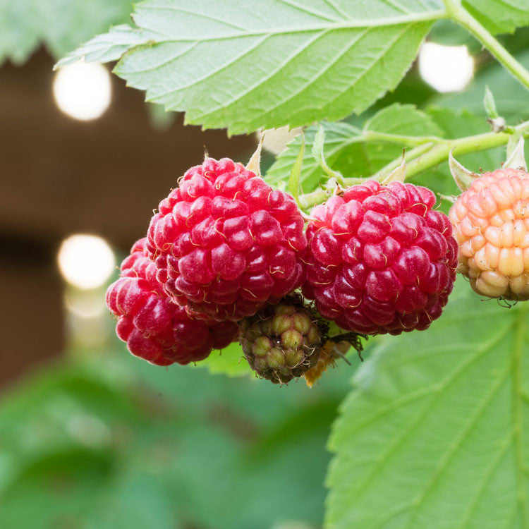 Bushel and Berry™ Raspberry Shortcake 