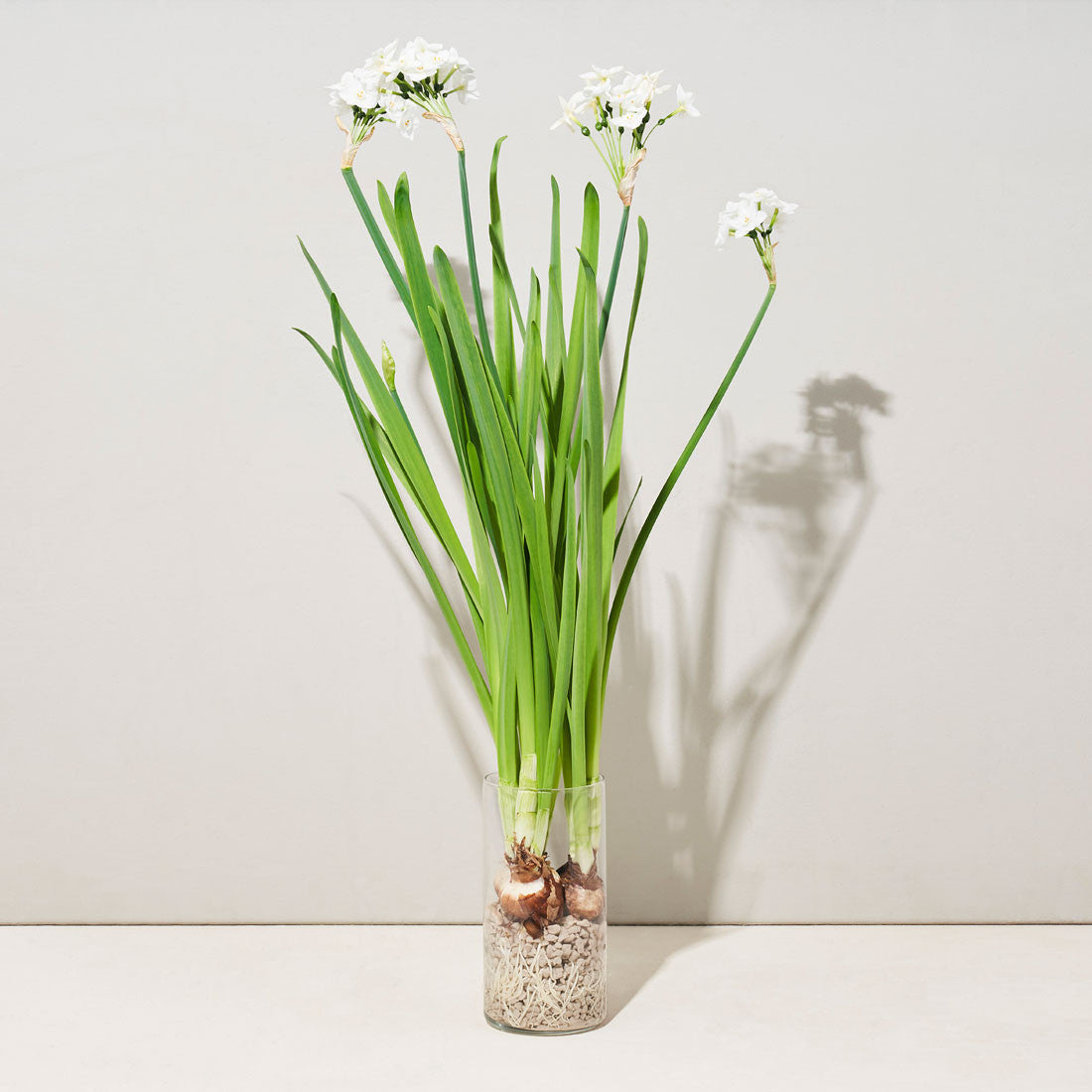 Paperwhites Winter Bulb Kit