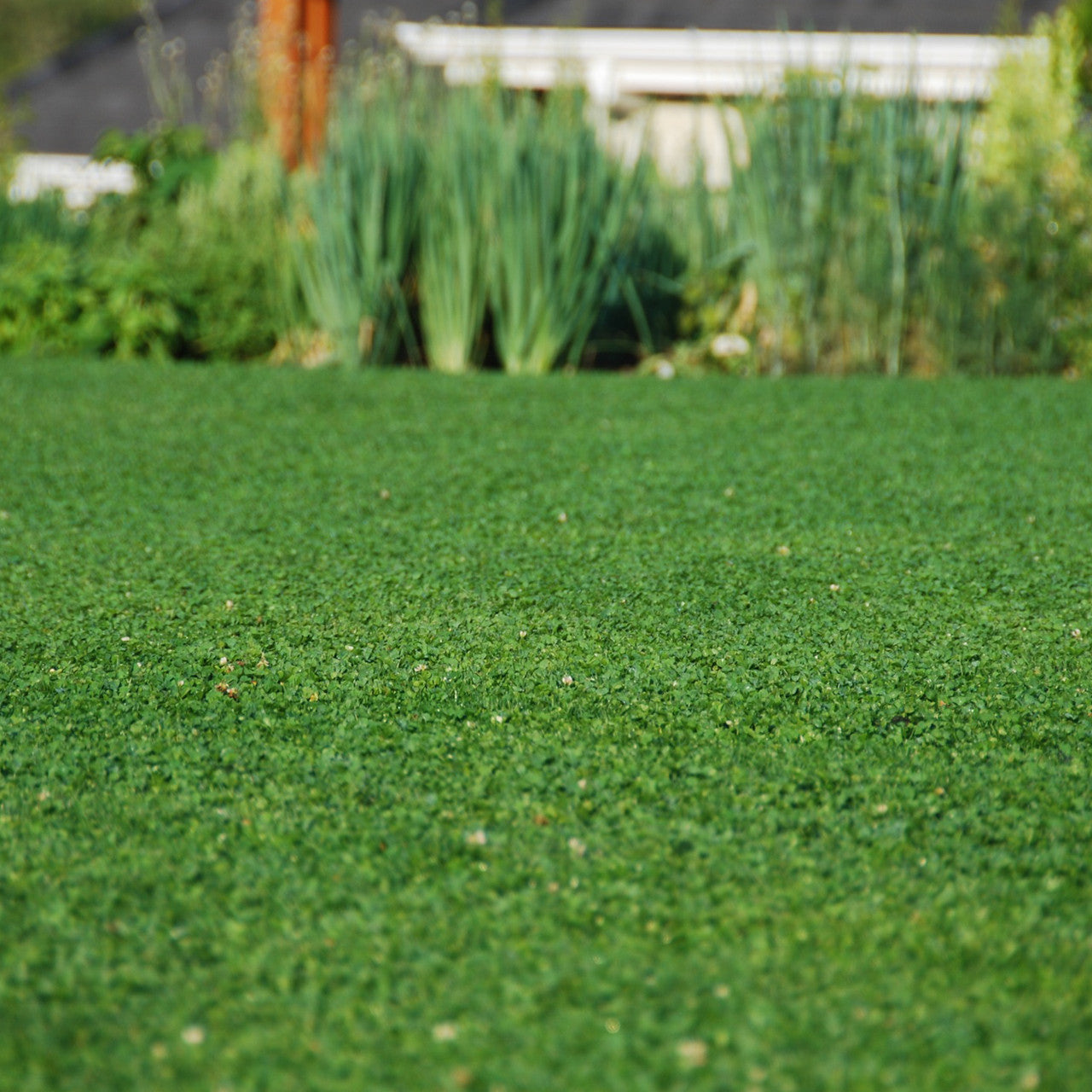 MicroLawn Low & Slow Grass Seed - 5 lbs