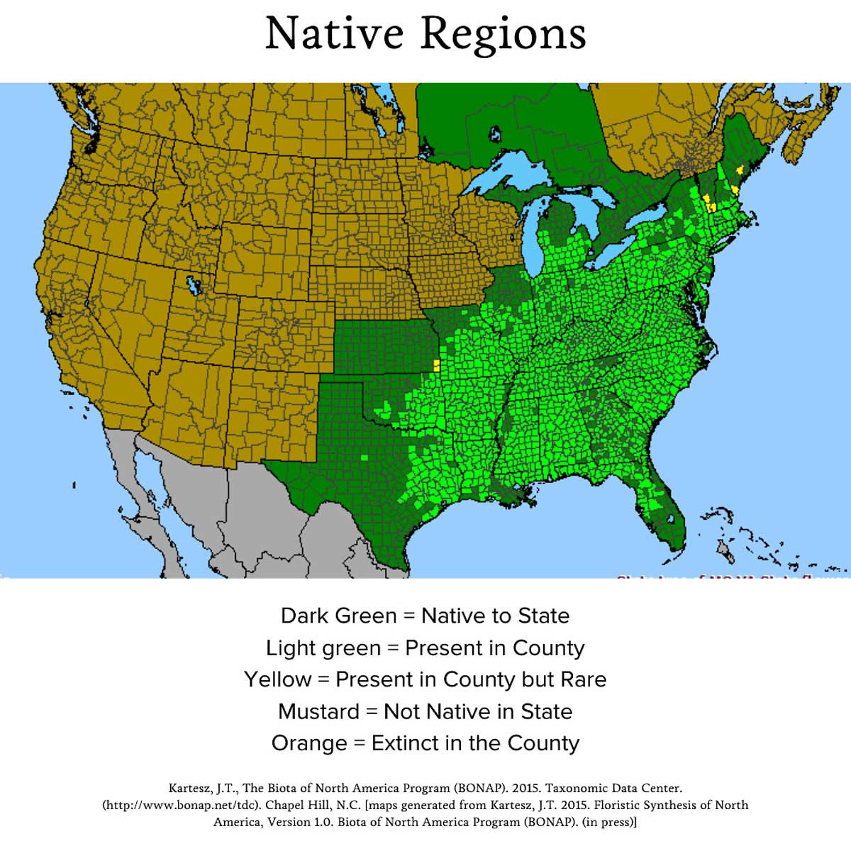 Audubon® Native White Flowering Dogwood Tree