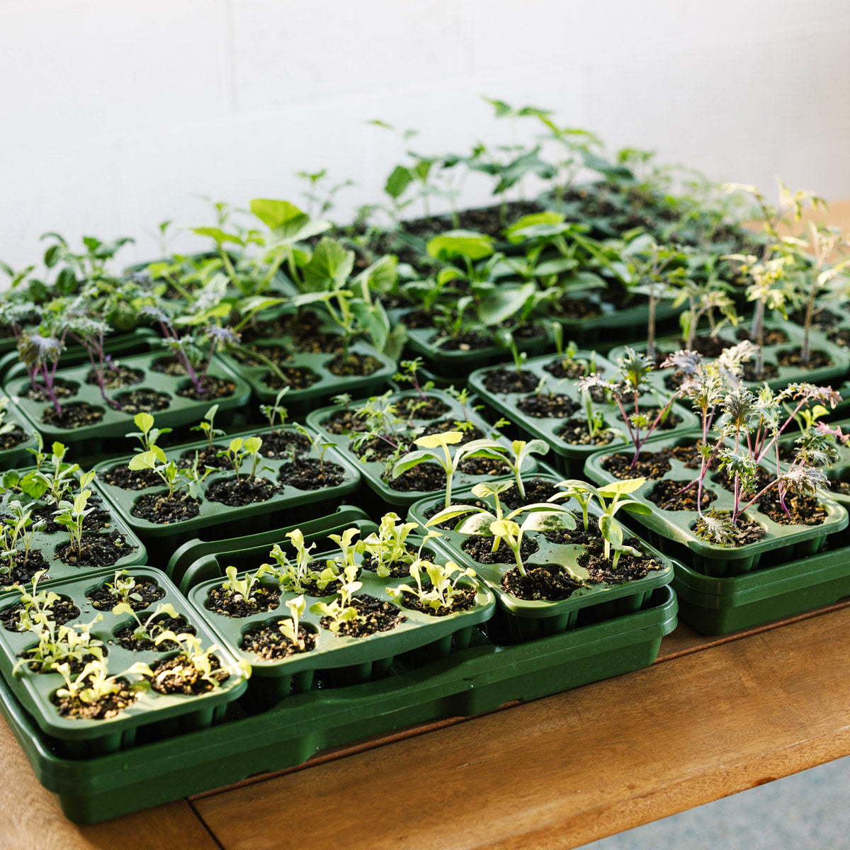 Ultimate Seed Starting Kit