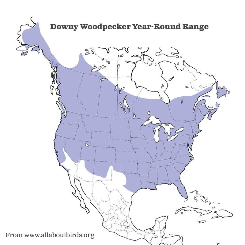 Downy Woodpecker House