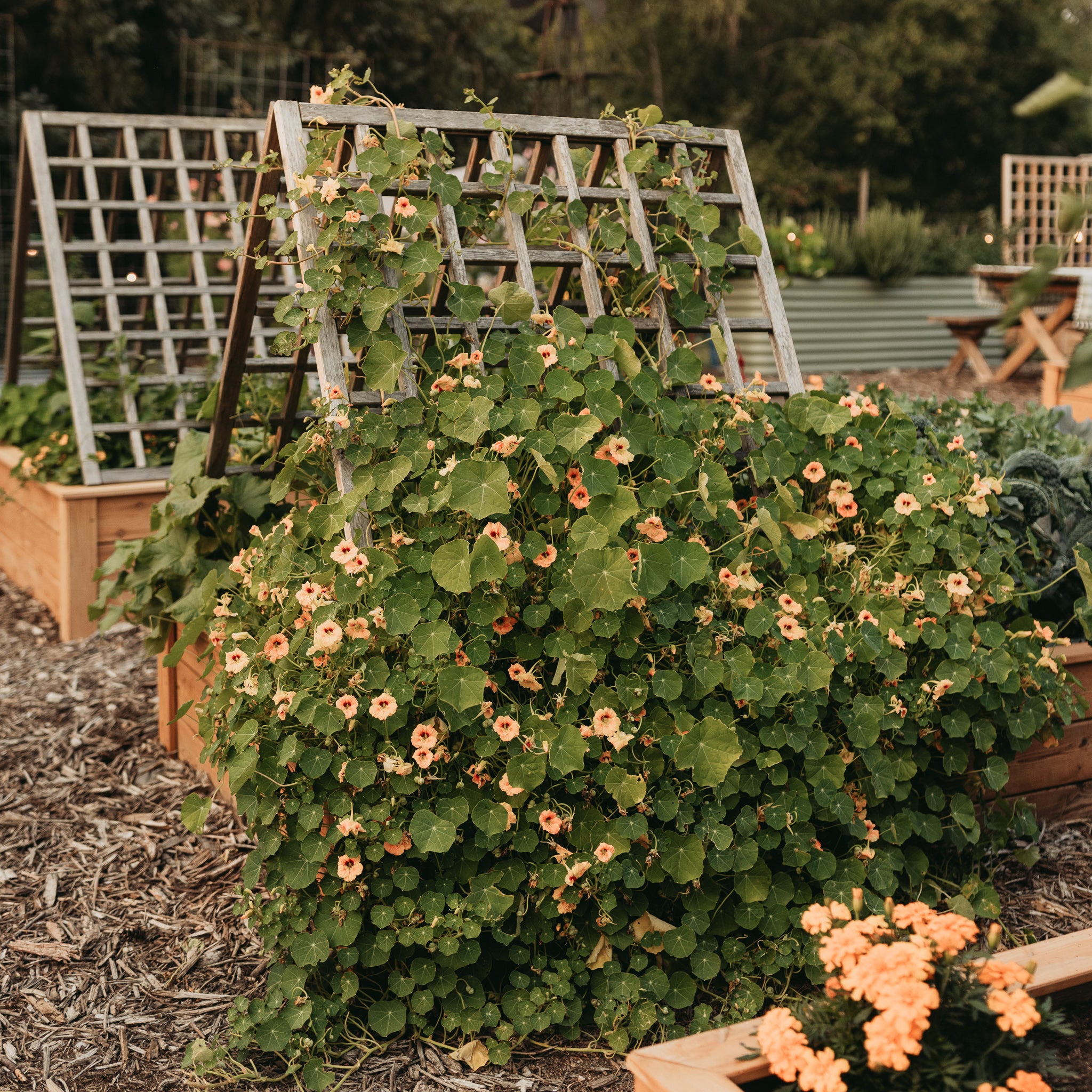 Natural Cedar A-Frame Trellises