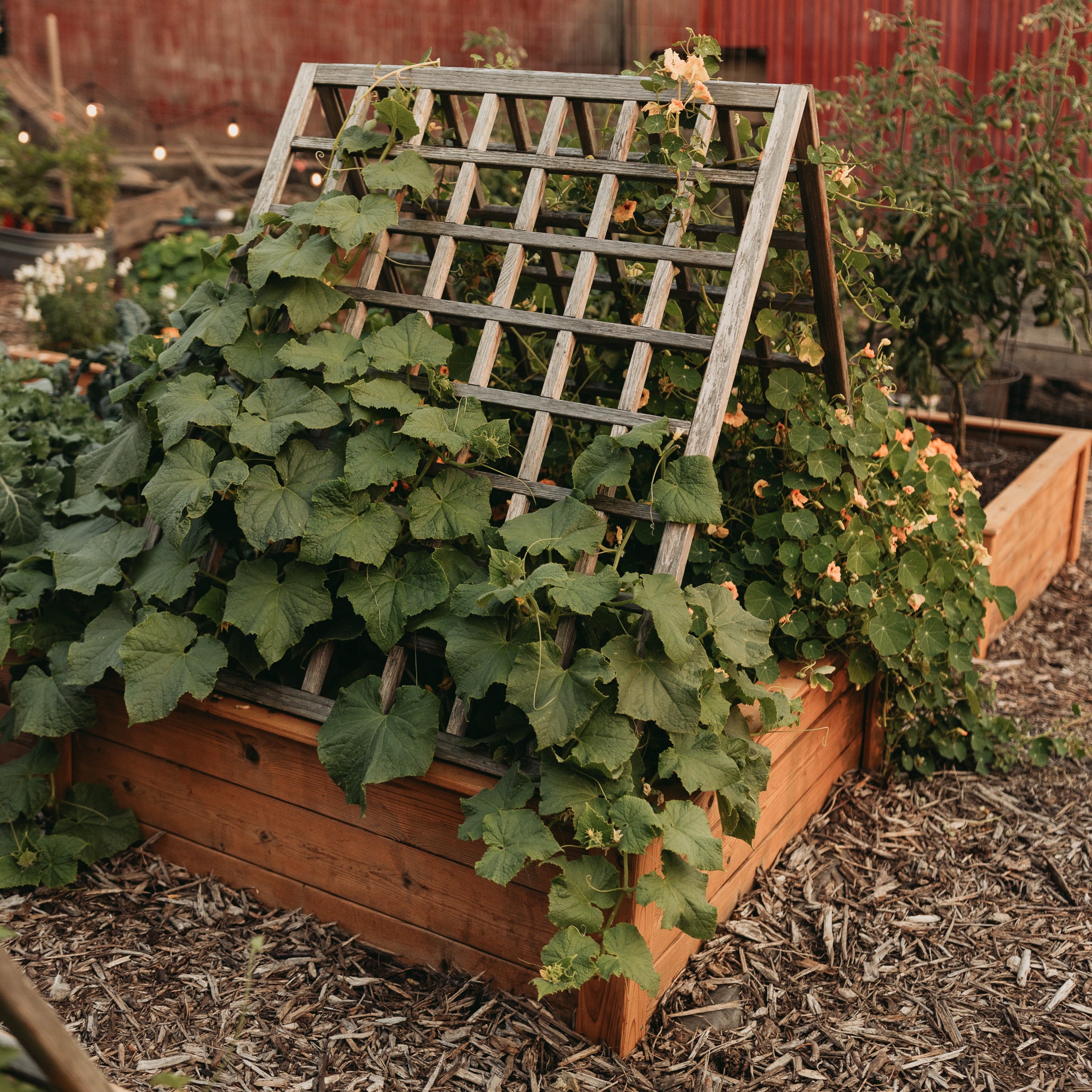 Natural Cedar A-Frame Trellises