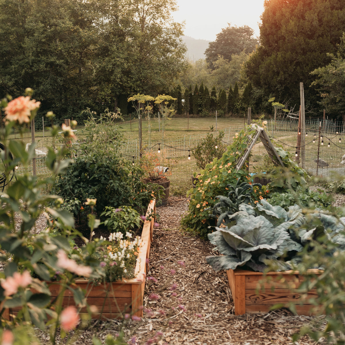 Natural Cedar Raised Garden Beds