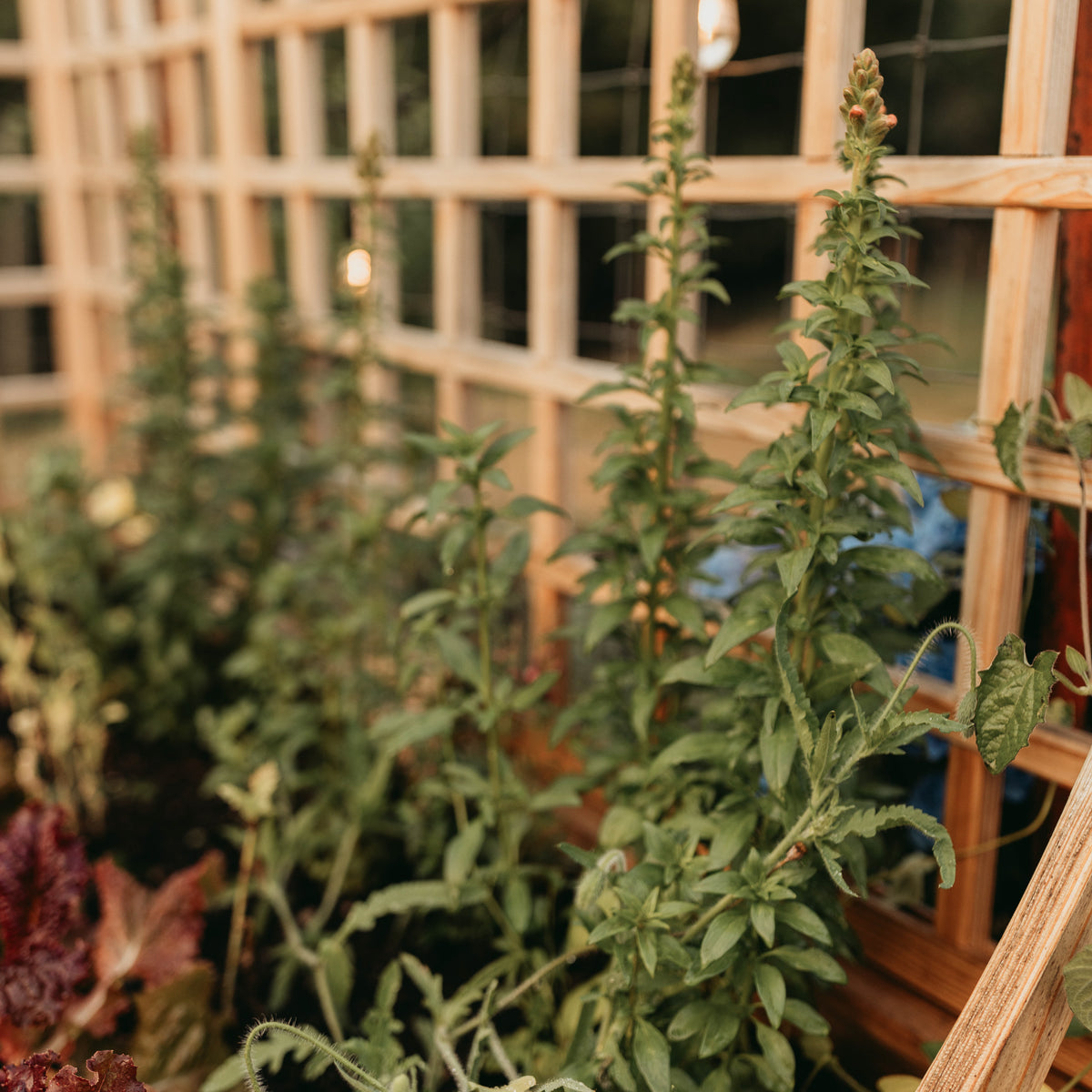 Natural Cedar L-Shaped Raised Garden Bed with Trellis