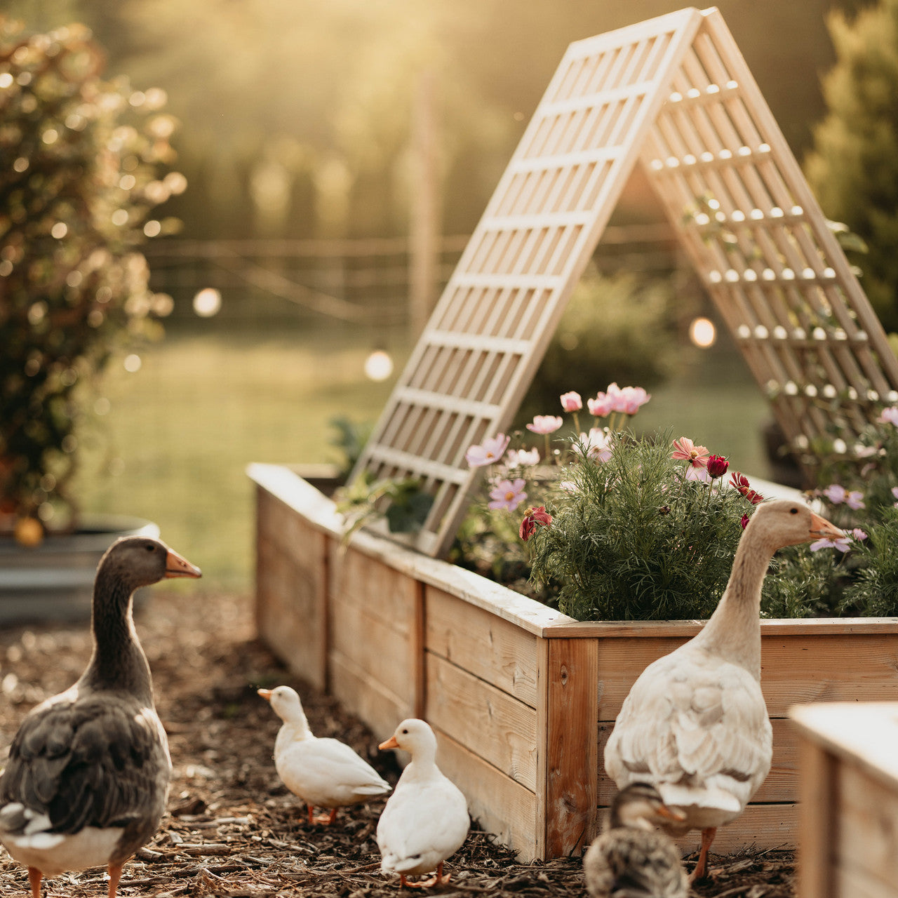 Natural Cedar A-Frame Trellises for Garden | Eartheasy.com