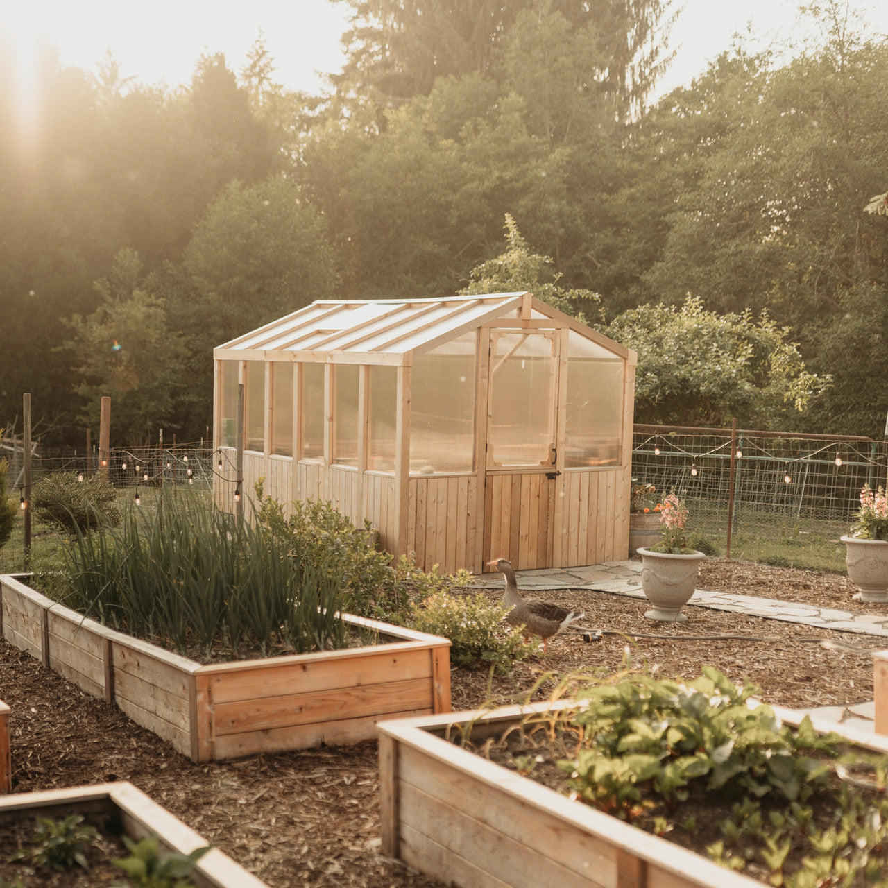 8' x 12' Cedar Greenhouse