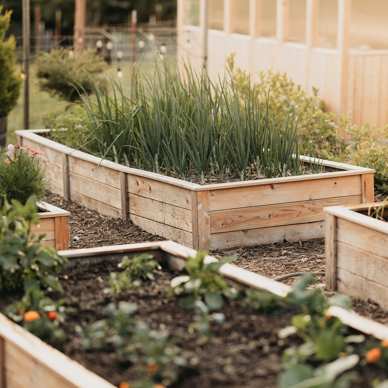 Natural Cedar Raised Garden Beds