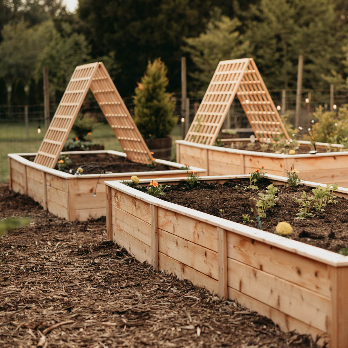 Natural Cedar A-Frame Trellises for Garden | Eartheasy.com