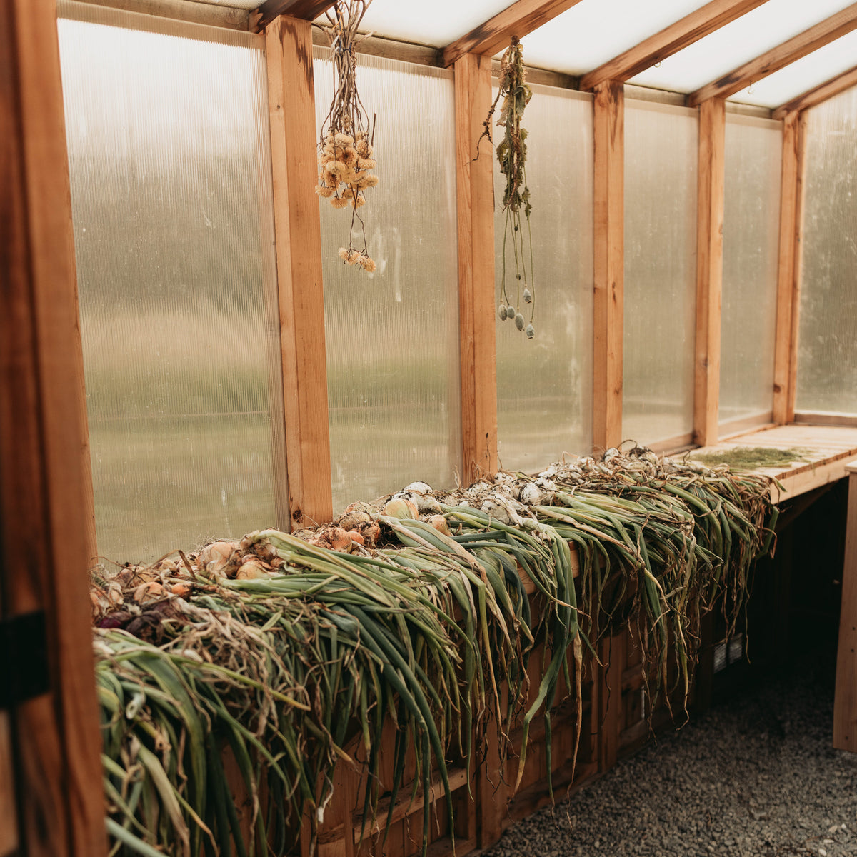 8' x 12' Western Red Cedar Greenhouse