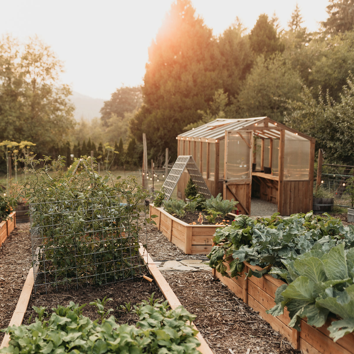 8' x 12' Western Red Cedar Greenhouse