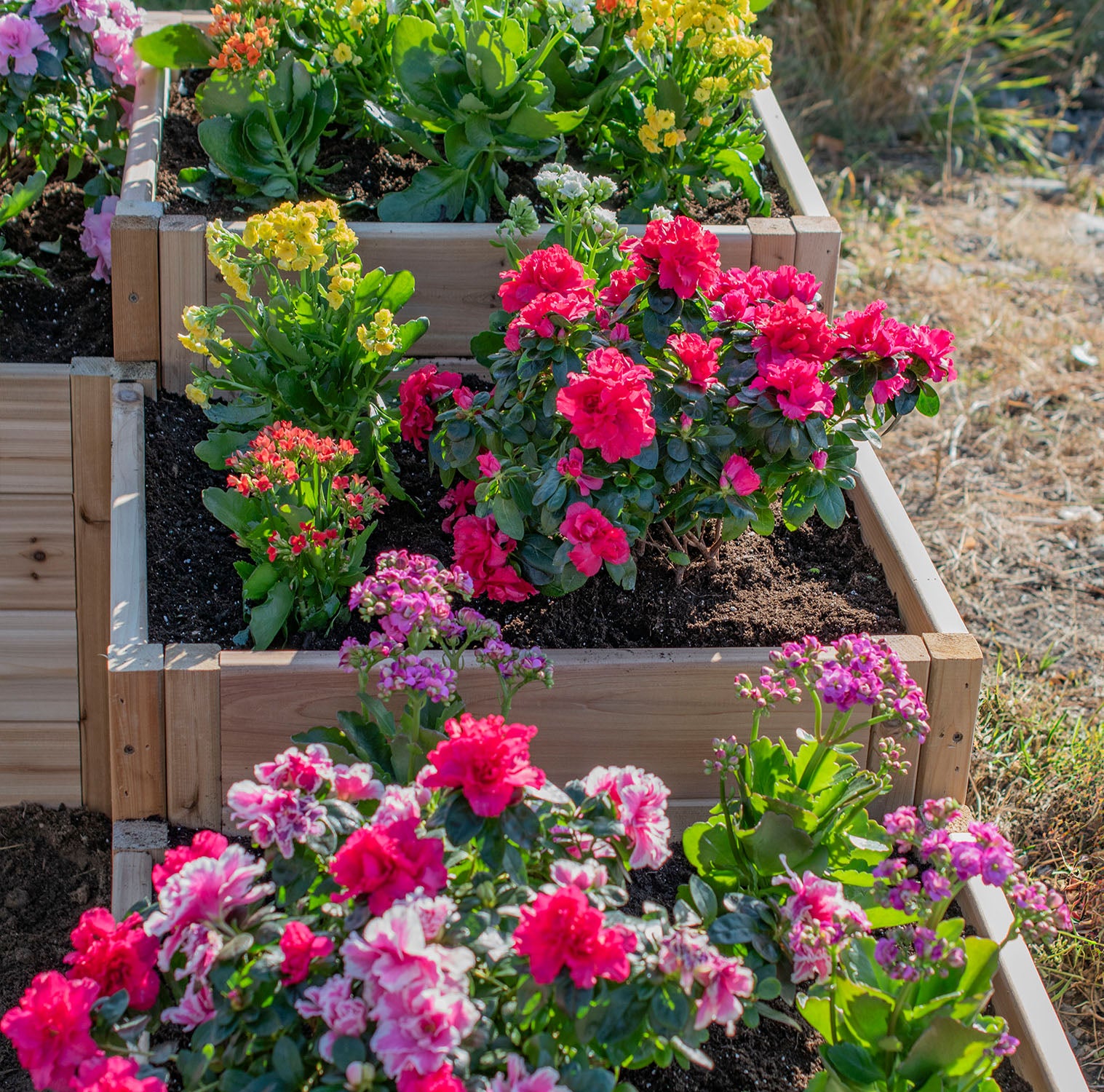 L-Shaped Tiered Cedar Garden Bed 5.5' x 2'