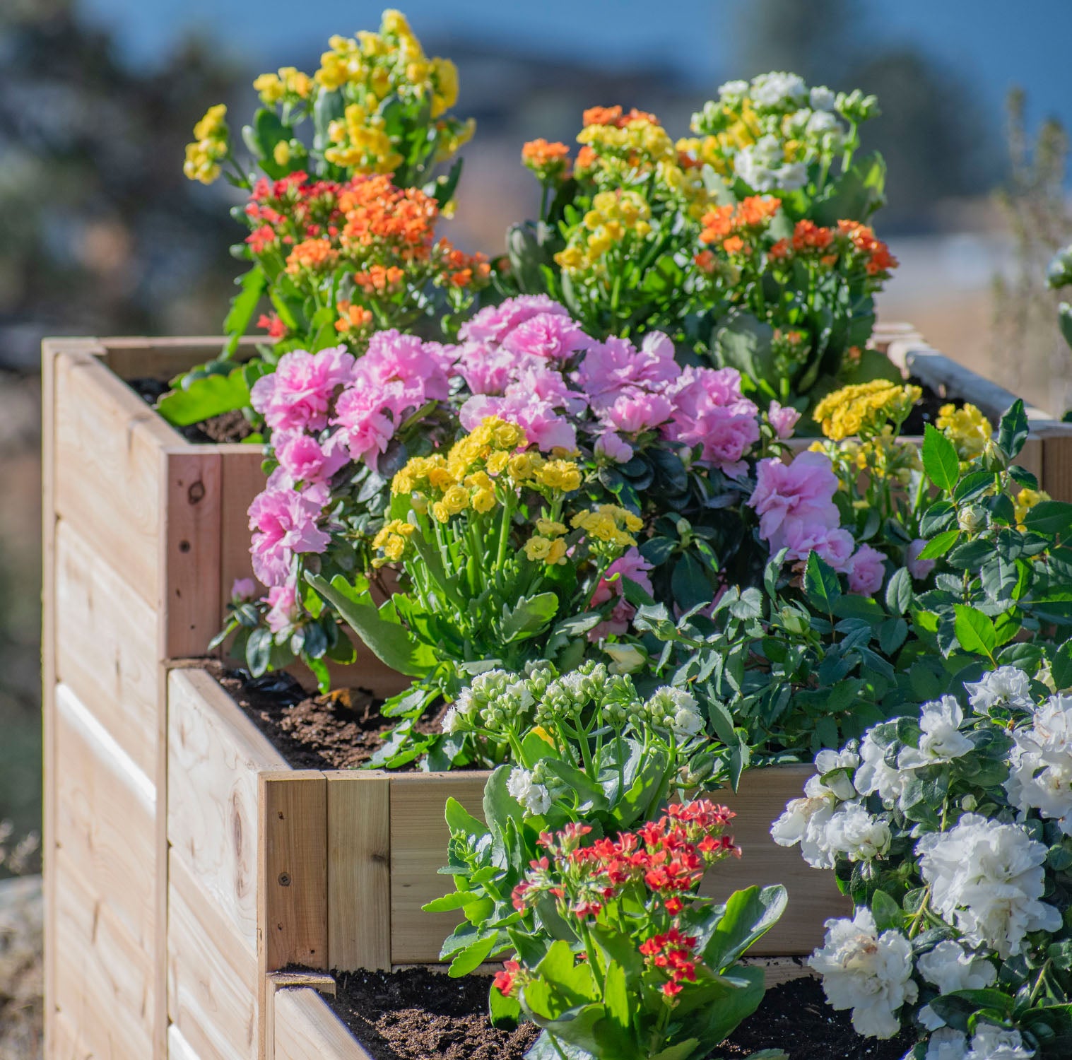 L-Shaped Tiered Cedar Garden Bed 5.5' x 2'