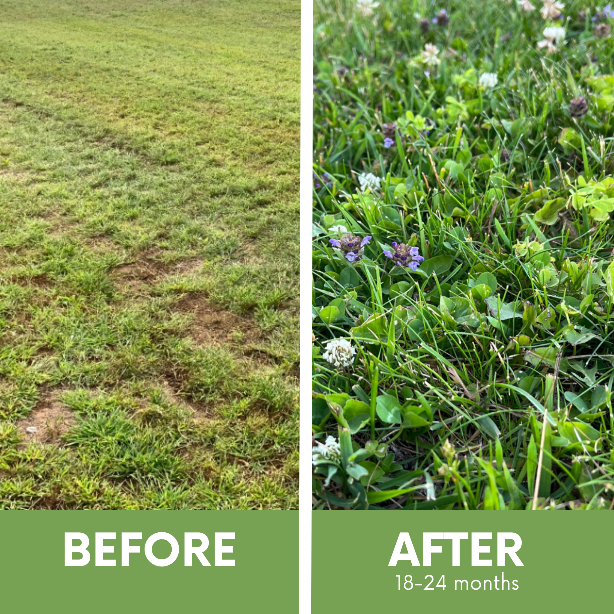 Bee Lawn Blend - White Clover, Self-Heal, & Creeping Thyme Seed Kit