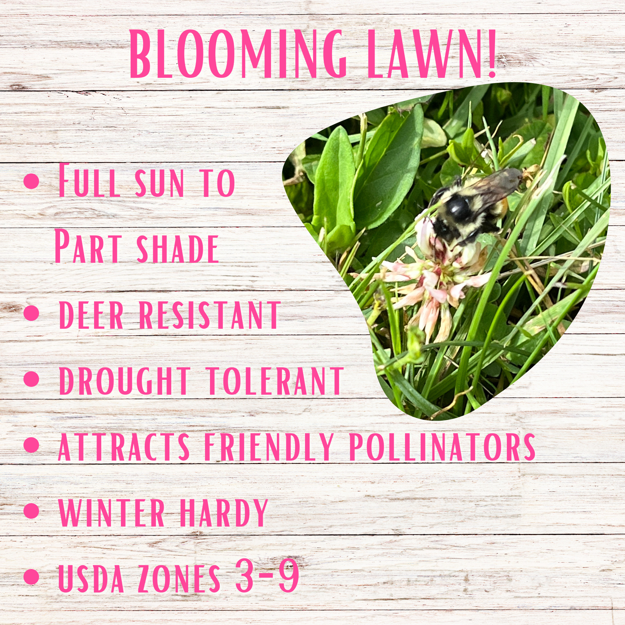 Bee Lawn Blend - White Clover, Self-Heal, & Creeping Thyme Seed Kit
