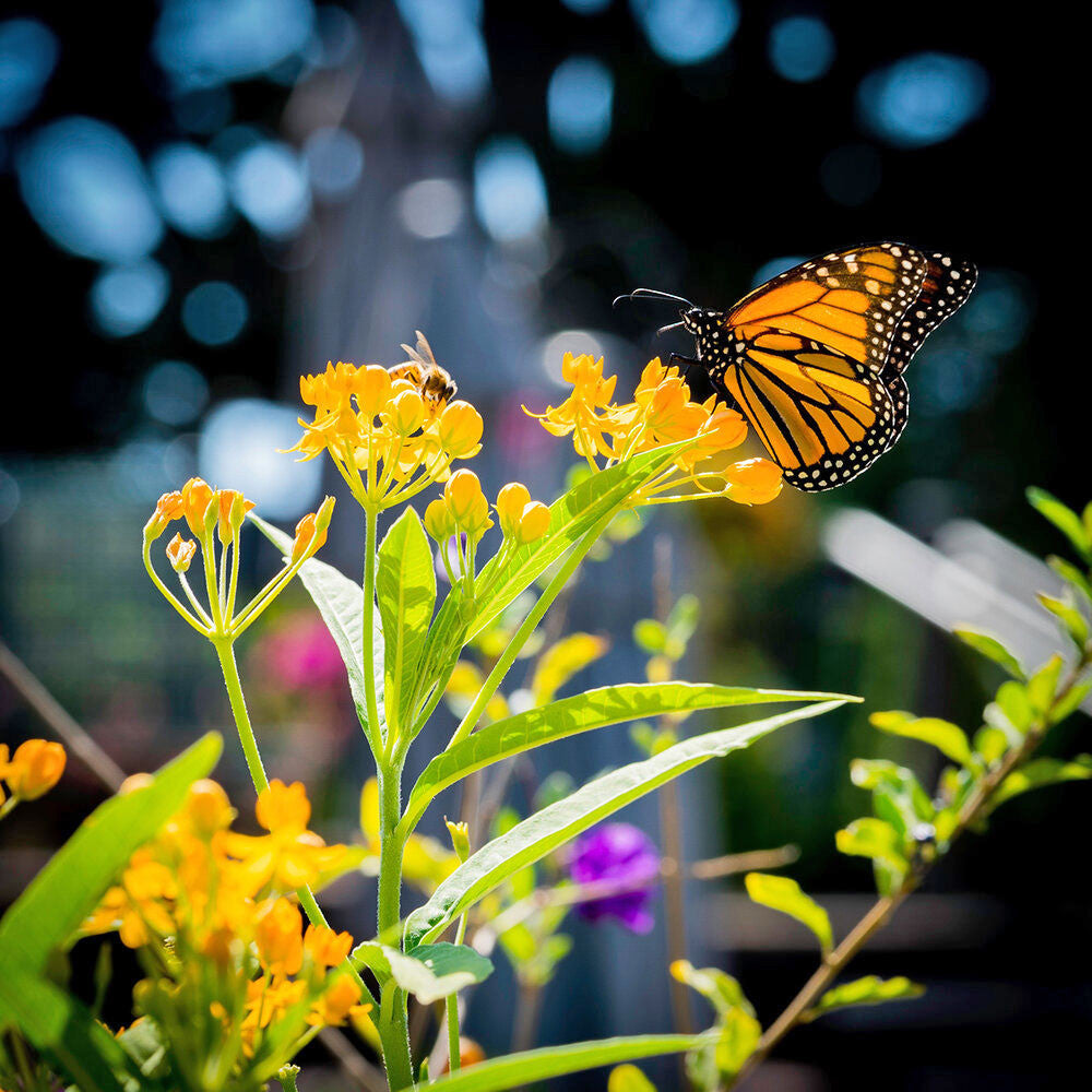 Pollinator's Delight Flower Seed Grow Kit